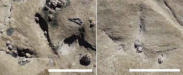 Two bird footprints uncovered at low tide are preserved in sandstone shown side by side. Small barnacles are visible encrusted on the rock