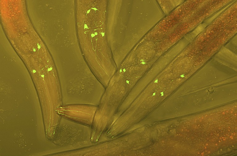 Confocal light micrograph of Caenorhabditis elegans worms expressing green fluorescent proteins that reveal neurons.