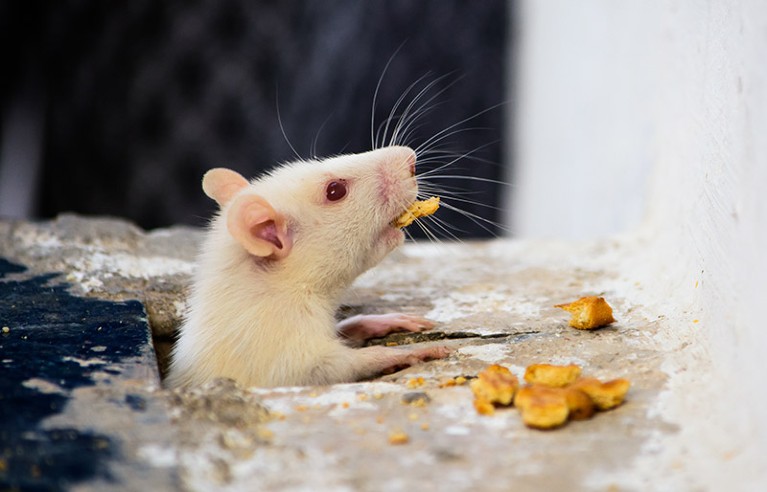 White mouse (Mus) eating bread crumbs.