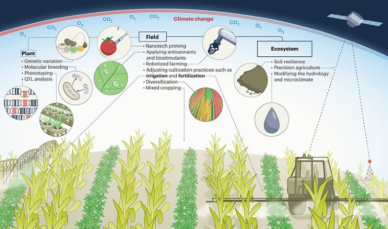 Infographic showing adaptation of crop production to air pollution and climate change at the plant, field and ecosystem levels