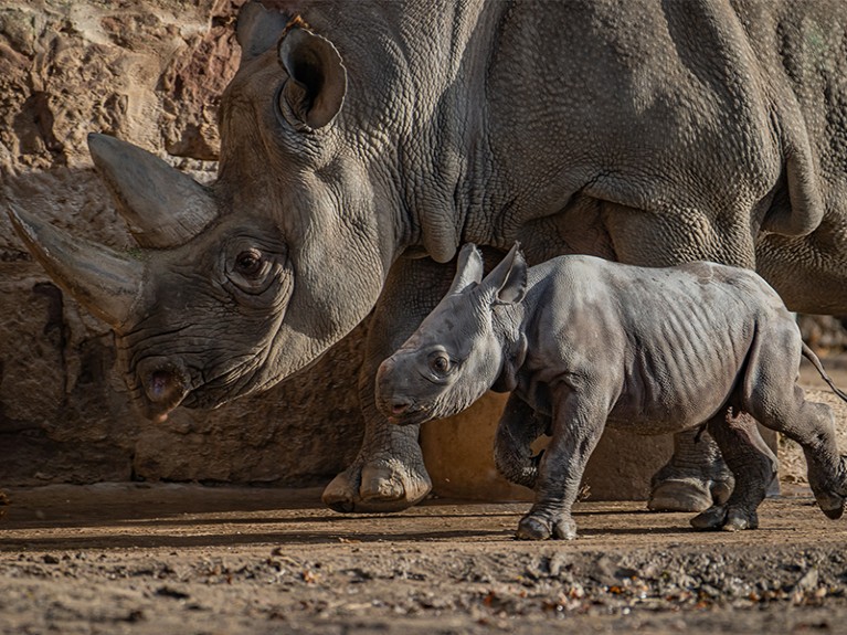 Critically endangered eastern black rhino Suri and her calf were born at Chester Zoo, UK.