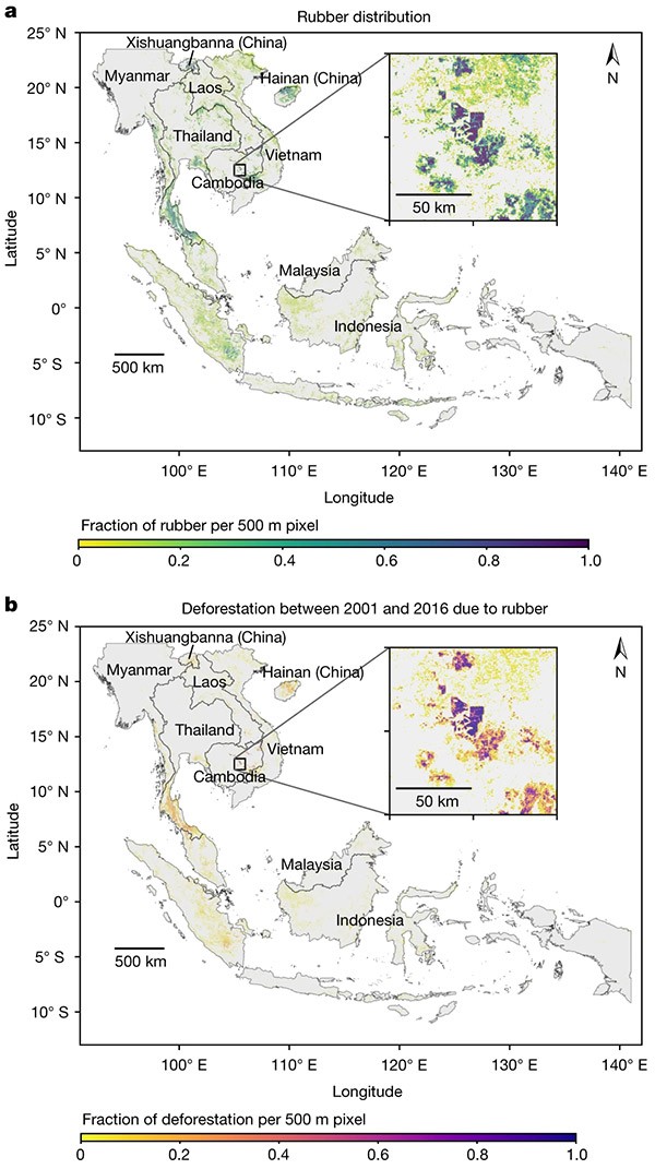 Two maps of South East Asia showing the correlation between rubber distribution and deforestation between 2001 and 2016.