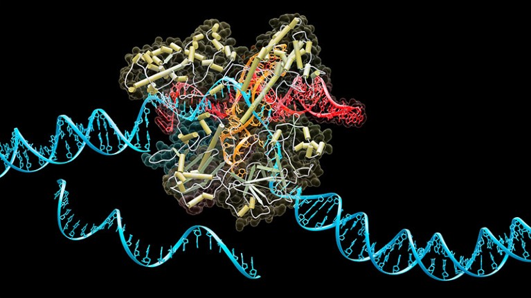 A computer generated molecular structure of the CRISPR–Cas9 protein using a guide RNA sequence to cut DNA.