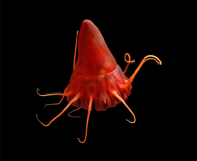 A helmet jellyfish (Periphylla periphylla) collected with a remotely operated vehicle in the North Pacific Ocean.