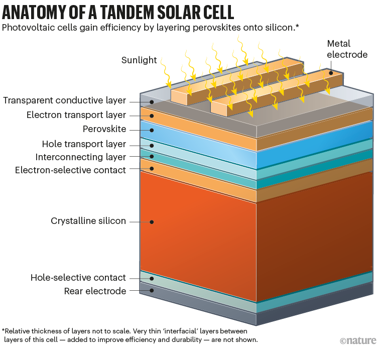 串联太阳能电池的剖析：显示硅和钙钛矿如何在串联光伏电池中分层的图形。