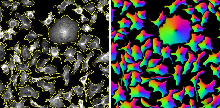 cells segmented by cellpose and the same image showing cellpose flows
