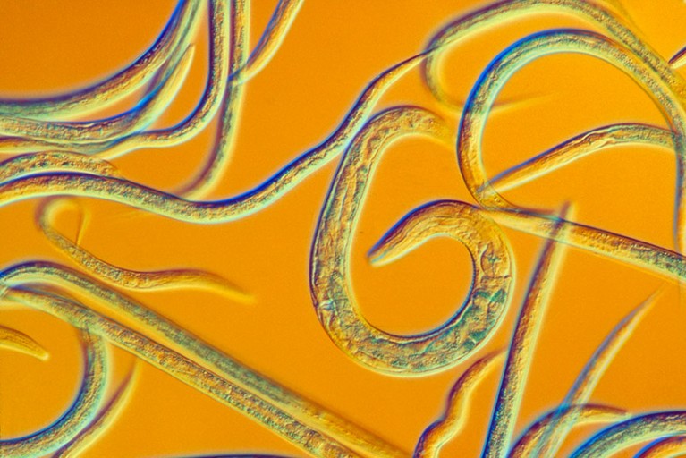 Light micrograph of Caenorhabditis elegans.