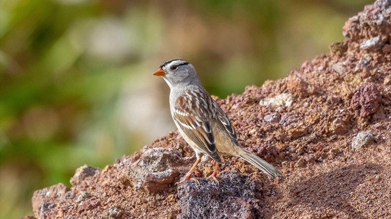 Gambel's White-crowned Sparrow (Zonotrichia leucophrys gambelii), is found on stony ground in the Azores.