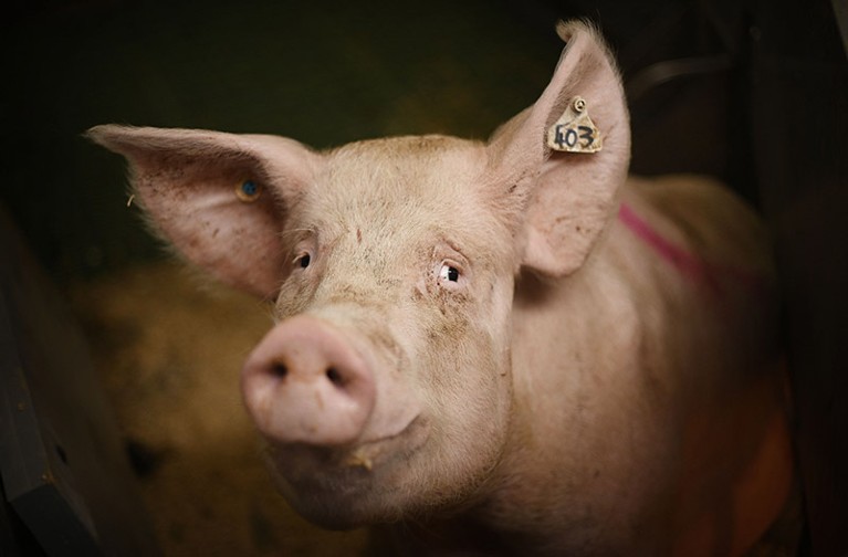 A pig stands in its pen on a farm in south-east England.