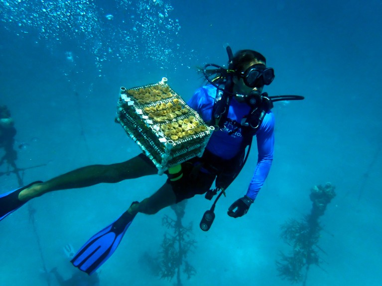 A diver underwater brings up threatened coral transplants from the Florida Keys waters