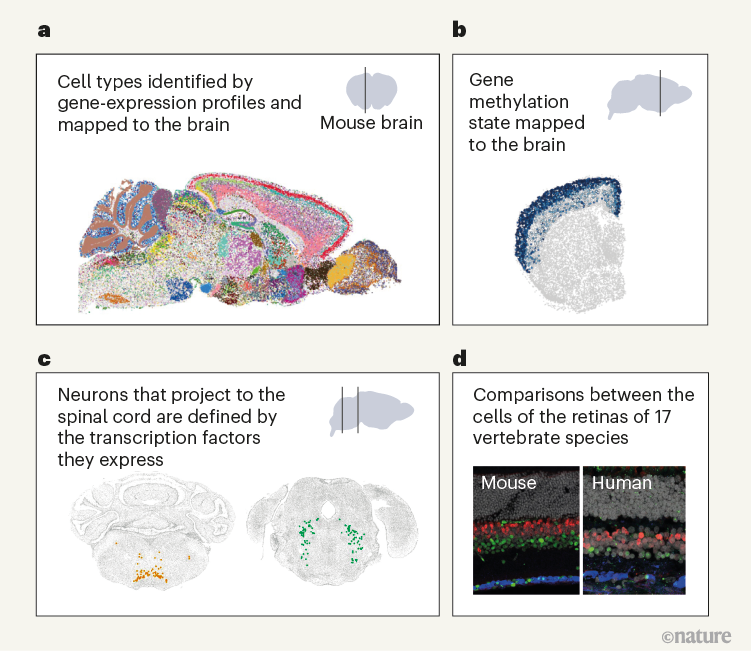 Brain Mapping, Test, Tools & Techniques - Video & Lesson Transcript