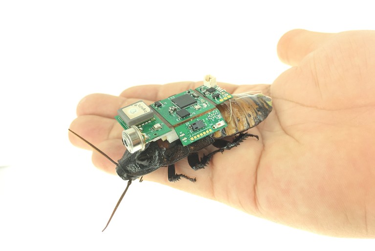 Isolated hand on white background holding large cockroach. On the insect’s back is attached a square pack showing a circuit board and wires.