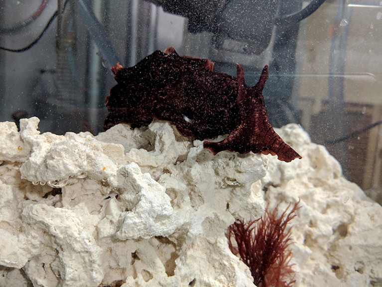 Red and brown creature on top of white coral underwater in a tank.