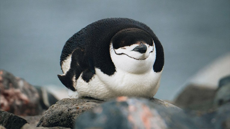 Penguin lying on its belly on a rock, eyes closed.
