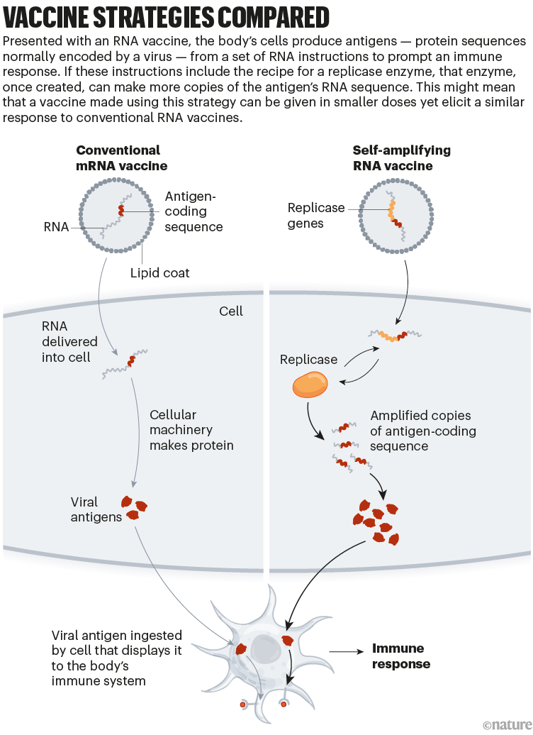 Comparación de estrategias de vacunas: infografía que compara una vacuna de ARN convencional con una vacuna de ARN autorreplicante.