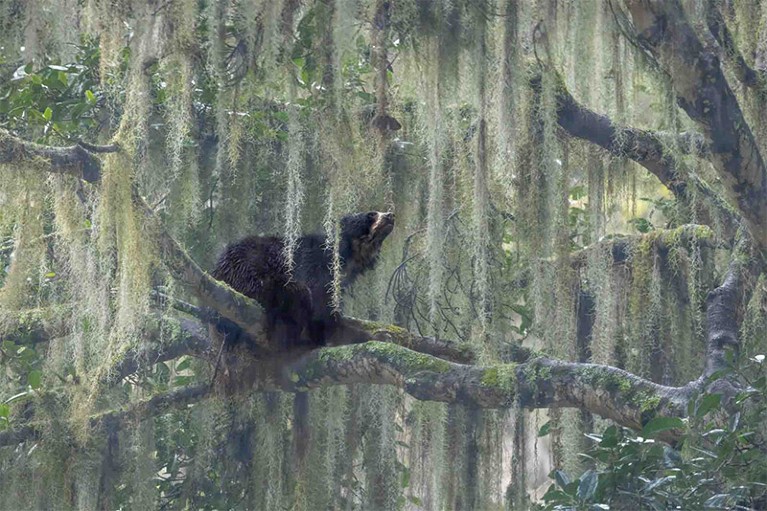 male spectacled bear sat in the branches of a tree draped with Spanish moss