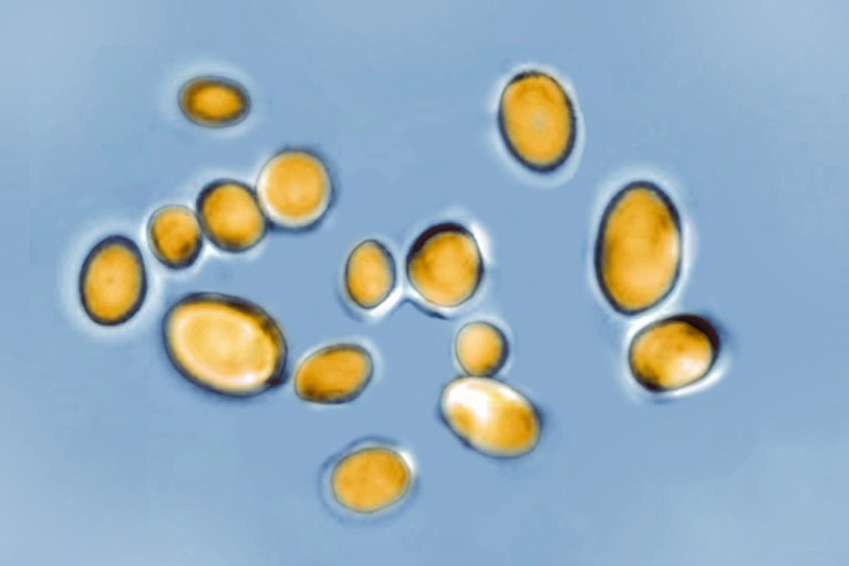 A cluster of yellow yeast particles, on a blue background