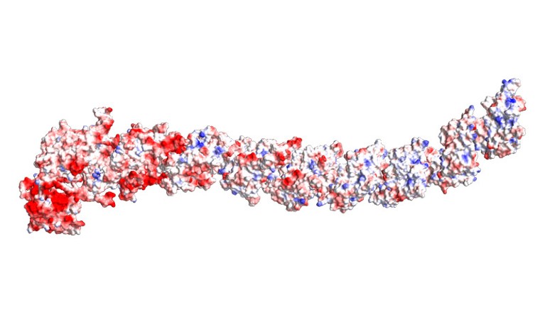 Antiparallel beta helix structure predicted from Dockerin-type sequence CAILPI010000004_73.