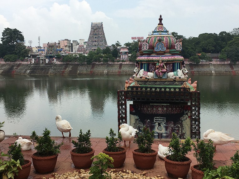 Enclosed water surrounded by buildings in the background. In the foreground are plant pots, white birds and a Hindu religious construction.