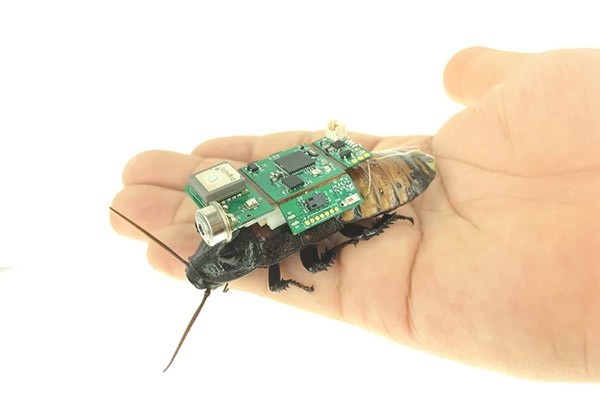 A hand holding a large cockroach. A circuit board is attached to the insect’s back.