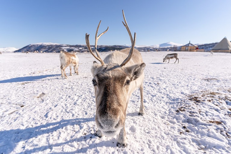 Close-up of a reindeer in a snow covered field in Norway.