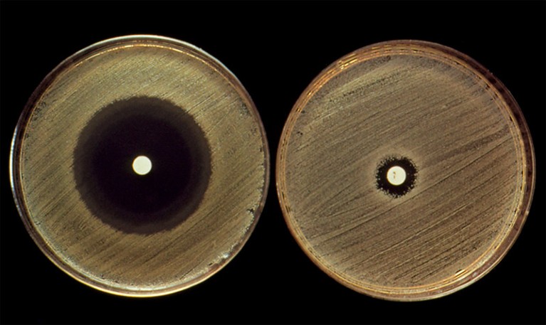 Round petri-dish cultures of two strains of Staphylococcus aureus bacteria. One shows a large black areas surrounding a white dot; the other shows a much smaller black circle