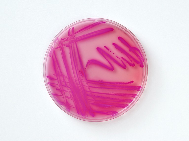 Acinetobacter baumannii is a species of pathogenic bacteria which forms opportunistic infections.