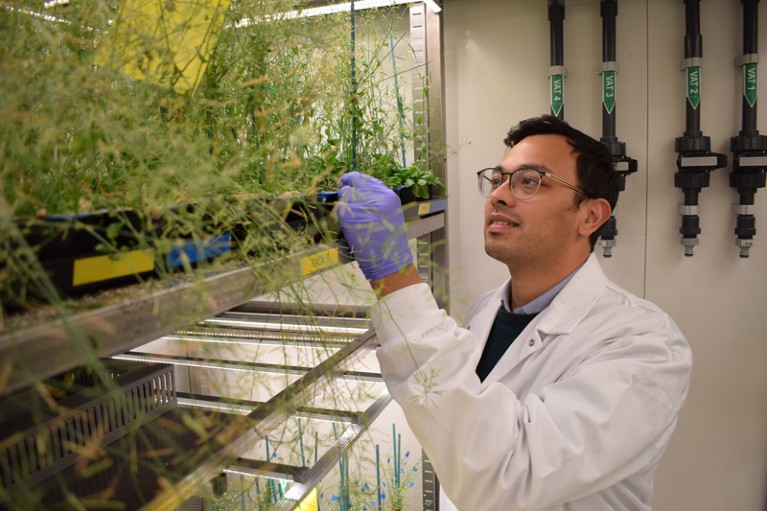 Devang Mehta inspecting Arabidopsis thaliana plants in their controlled growth chamber