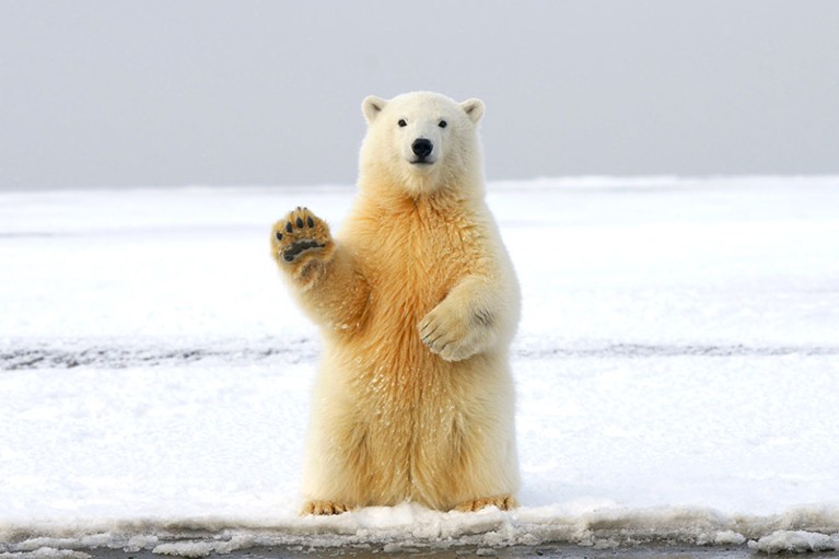 A polar bear appears to wave as it sits upright on a snowy landscape in Russia.