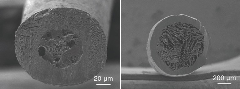 Radial cross-sectional SEM images of a polar bear hair and encapsulated aerogel fiber showing the porous cores.