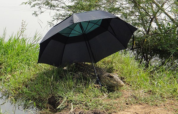 A crocodile, which only on second glance reveals itself to be a lifelike robotic replica, lying on a grassy riverbank under the shade of a black umbrella.