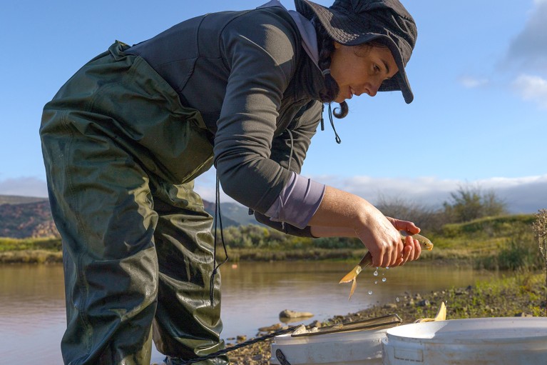 Cecilia Cerrilla places a fish into a bucket. These fish will be reintroduced into wild rivers of South Africa.