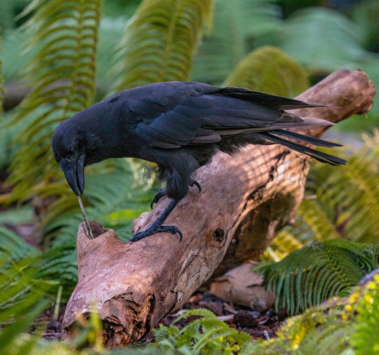 A Hawaiian Crow (Corvus hawaiiensis) using a stick tool to reach food.