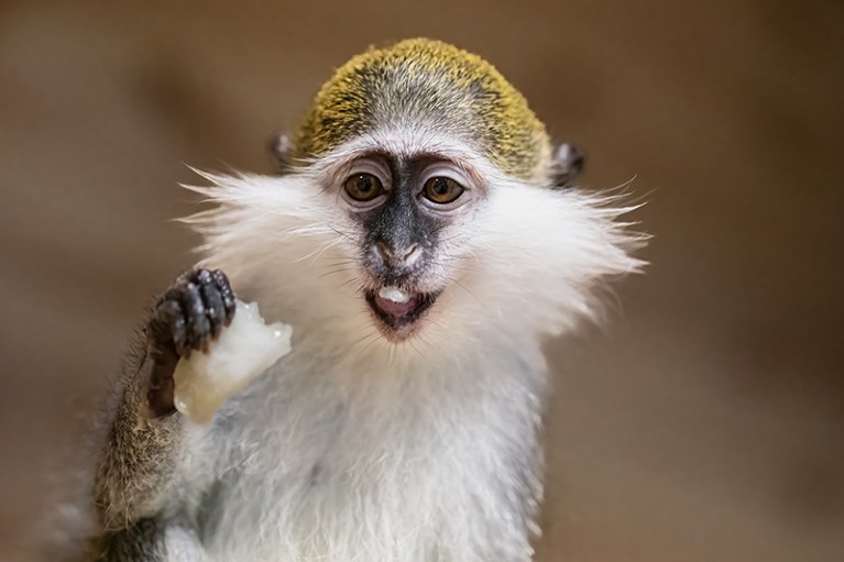 Monkey with black face, yellow hair on the top of its head and white, bushy whiskers, holding a piece of fruit.