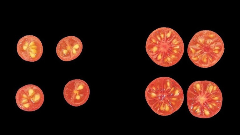 Two varieties of tomatoes (wild, left, and domesticate) each cut in half on a black background.