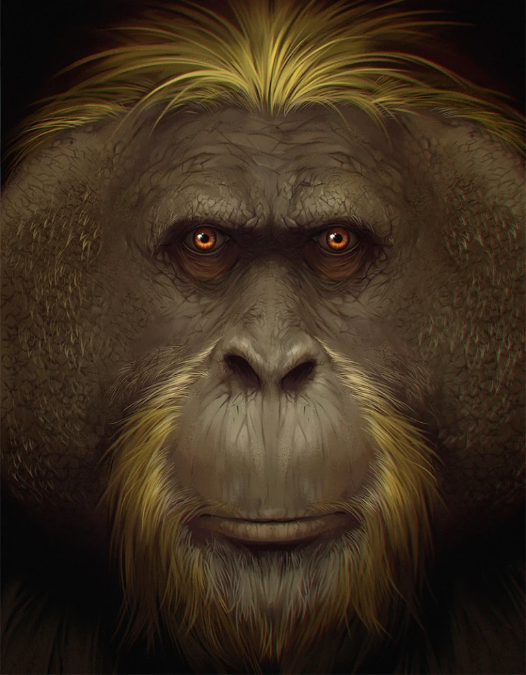 Why Did the World’s Biggest Ape Go Extinct? 