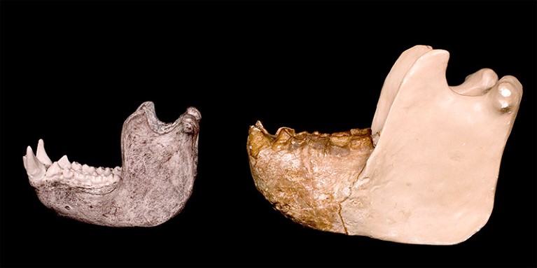 A model Gigantopithecus jaw containing a fossil fragment is seen from the side next to a much smaller gorilla jaw