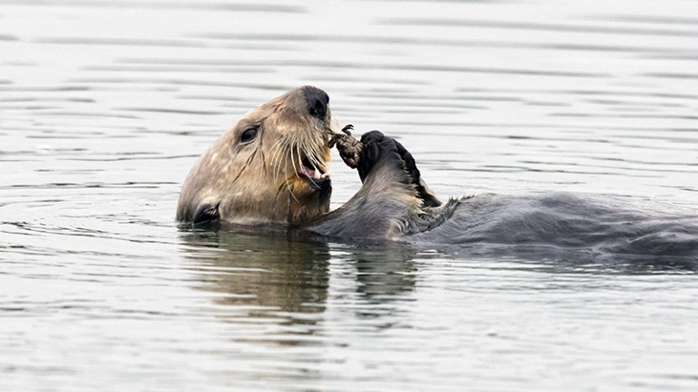 Ecosystem effects of sea otters limit coastal erosion