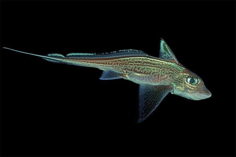 Intricately patterned male rabbit fish, Chimaera monstrosa, in deep waters of the Norwegian North Atlantic