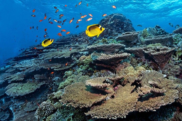 Reef top with coral and fish.