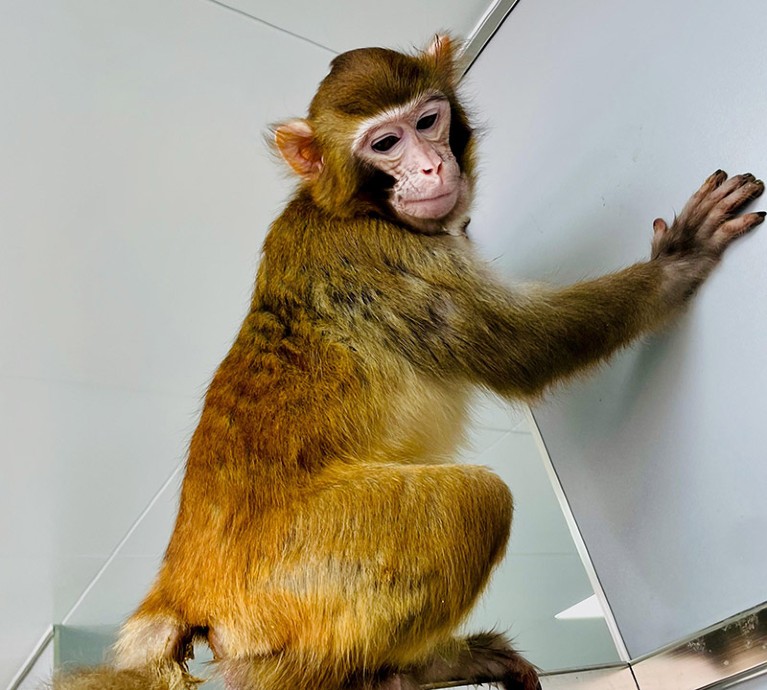 A somatic cell-cloned rhesus monkey named 'ReTro'.