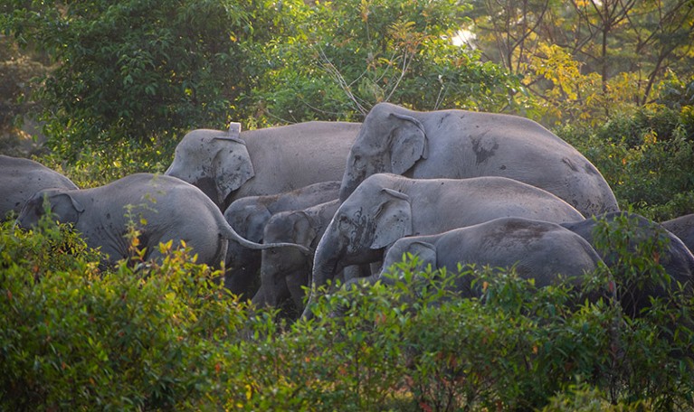A herd of wild Asian elephants in Assam, India.