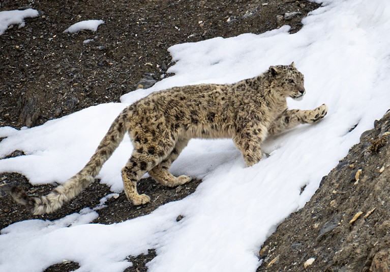 A snow leopard in Spiti Valley in the Indian Himalayas.