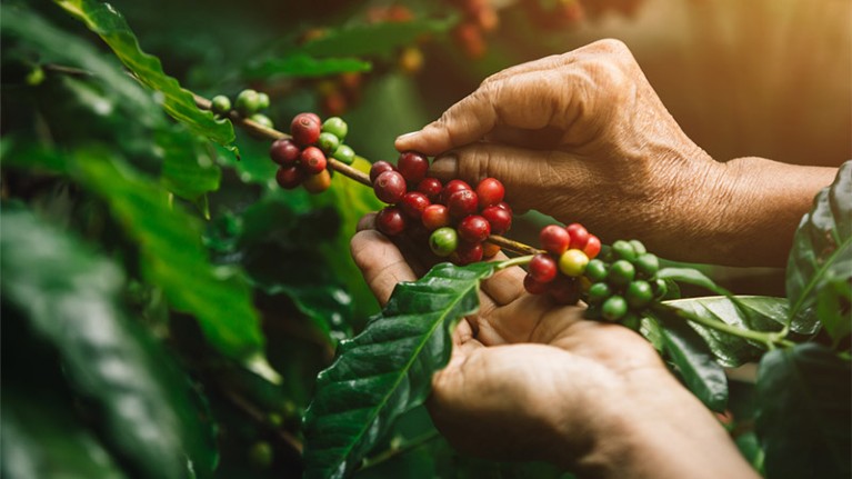 Close-up of ripening Arbarica coffee bean cherries on a tree with an agriculturist hands.