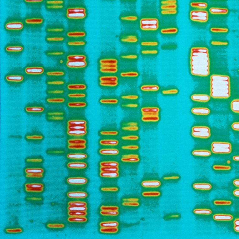 DNA sequencing of the human genome: computer display of an automated method of decoding the sequence of base-pairs in fragments of DNA extracted from human chromosomes.