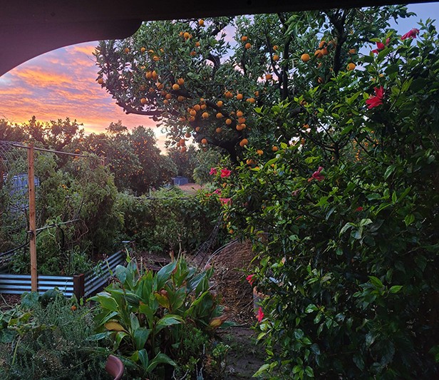 View of the grove from Brandon Brown’s gazebo, including a vegetable garden, passion fruit vine, and orange trees.