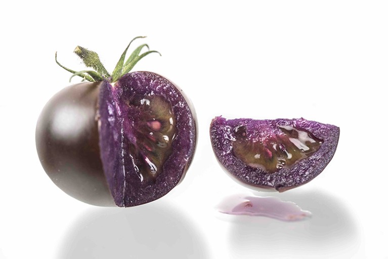 A whole purple tomato and a slice of a purple tomato.