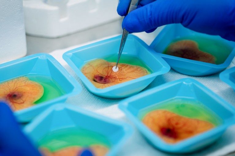 Close up of chicken embryos in blue plastic trays which are prepared for growing cancer tumors