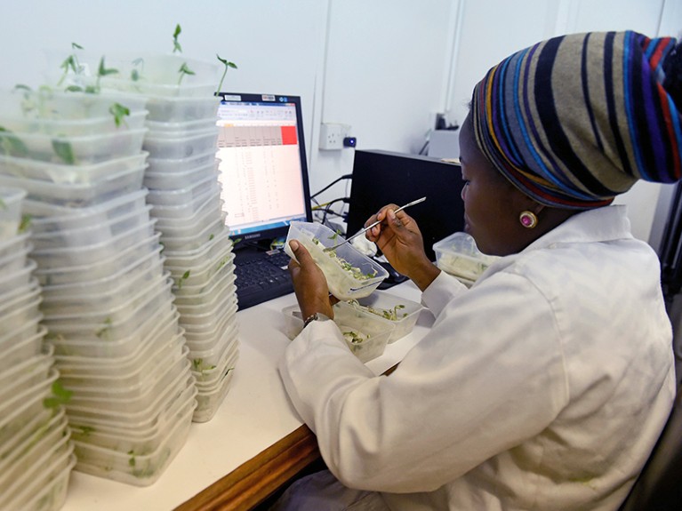 Scientist Kafayat Falana tries to test the viability of Cowpea germinated seed in the laboratory at the International Institute of Tropical Agriculture (IITA) in Ibadan, southwest Nigeria, on June 22, 2017.