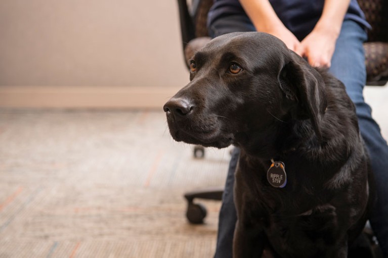 Olivia Shaw’s guide dog, a black Labrador called Ripple, sits at her feet
